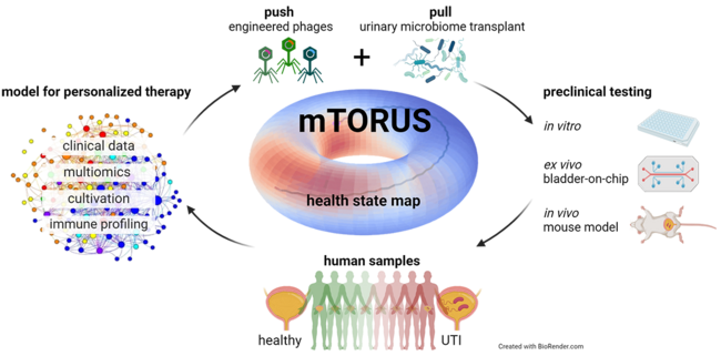 mTORUS workflow