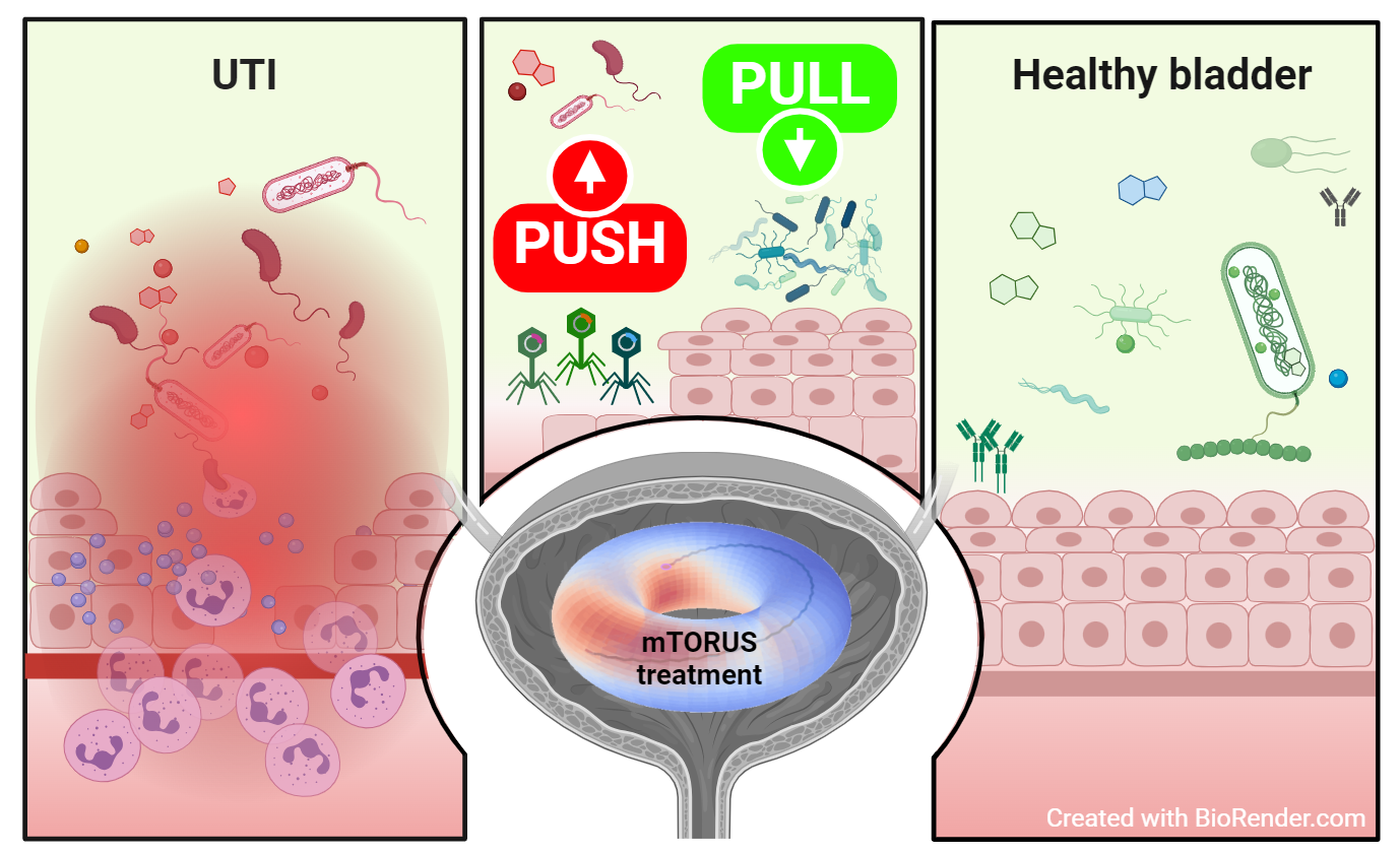 mTORUS treatment